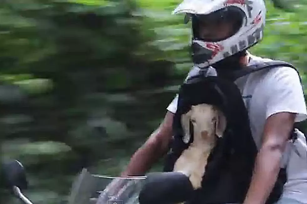 Goat on a Motorcycle Will Definitely Stop Traffic