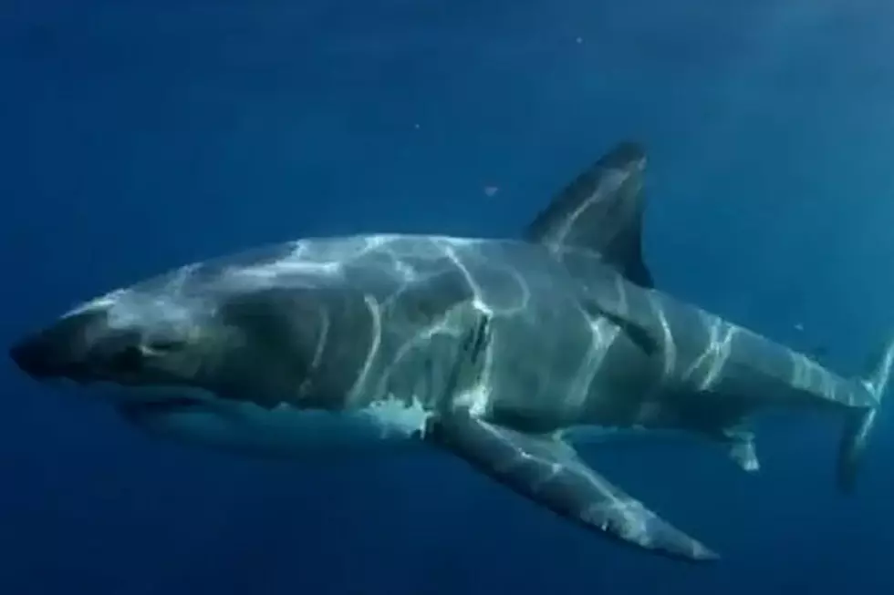 Scientists Looking for 'Supeshark' That Ate 9-Foot Shark