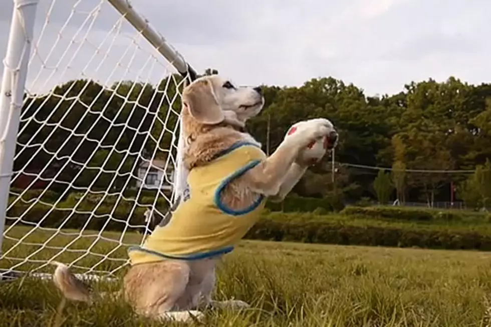 Adorable Beagle Shows It Has Mastered Soccer