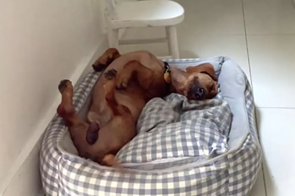Watch a Dog Sleep With His Tail Wagging