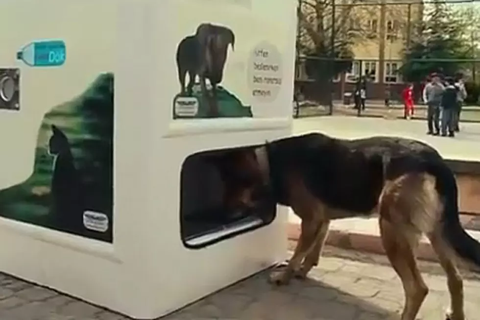 Ingenious Recycling Machine Will Feed Stray Dogs