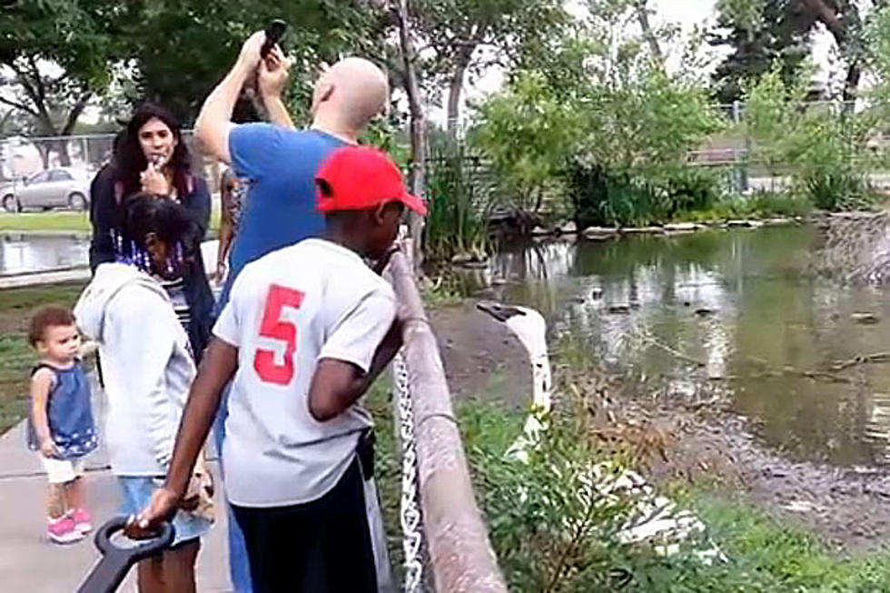 Take Note -- Swans Really Dislike When You Take Selfies