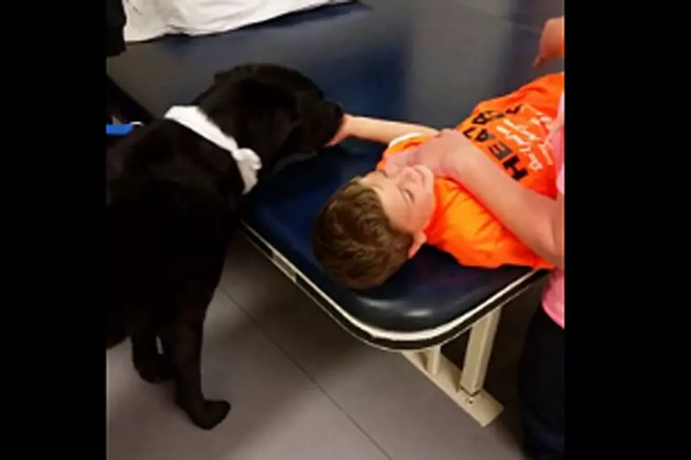 Watch Sweet Dog Help Boy Recover From Brain Surgery