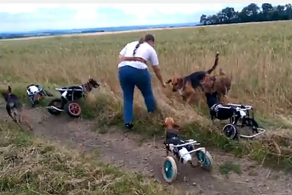 Disabled Dogs Playing Will Make Your Heart Sing