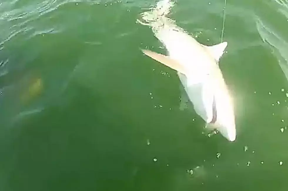 Watch a Fish Eat This Shark — In One Giant Bite