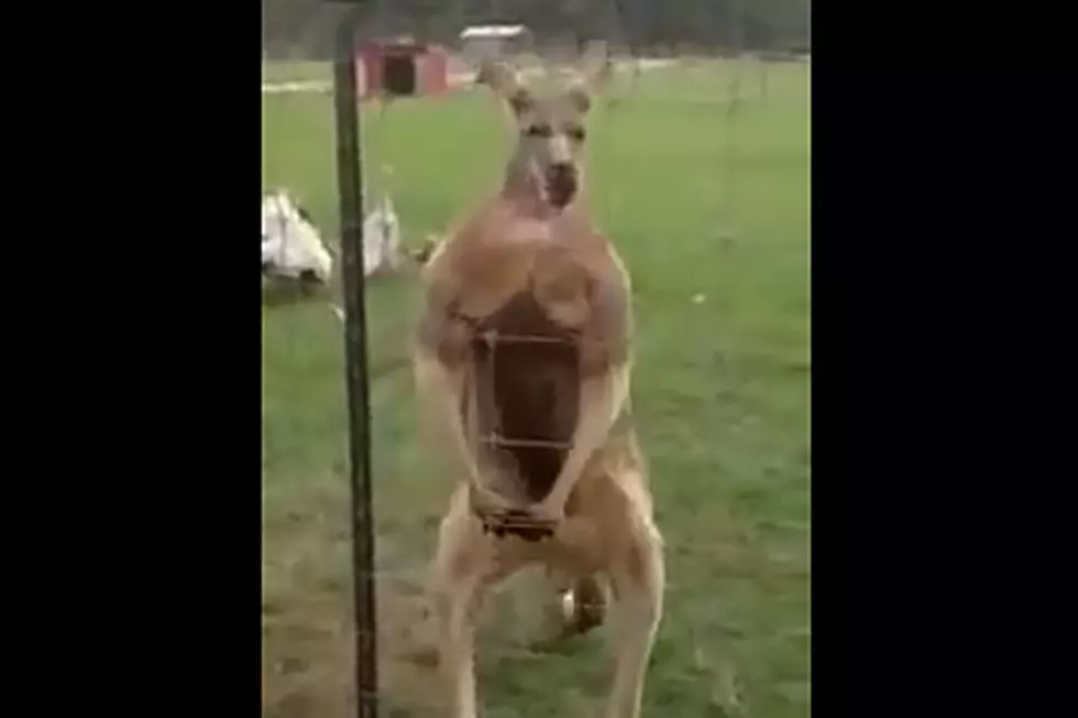 Adorable Kangaroo Poses Like a Bodybuilder, Gets Set for the Gun Show