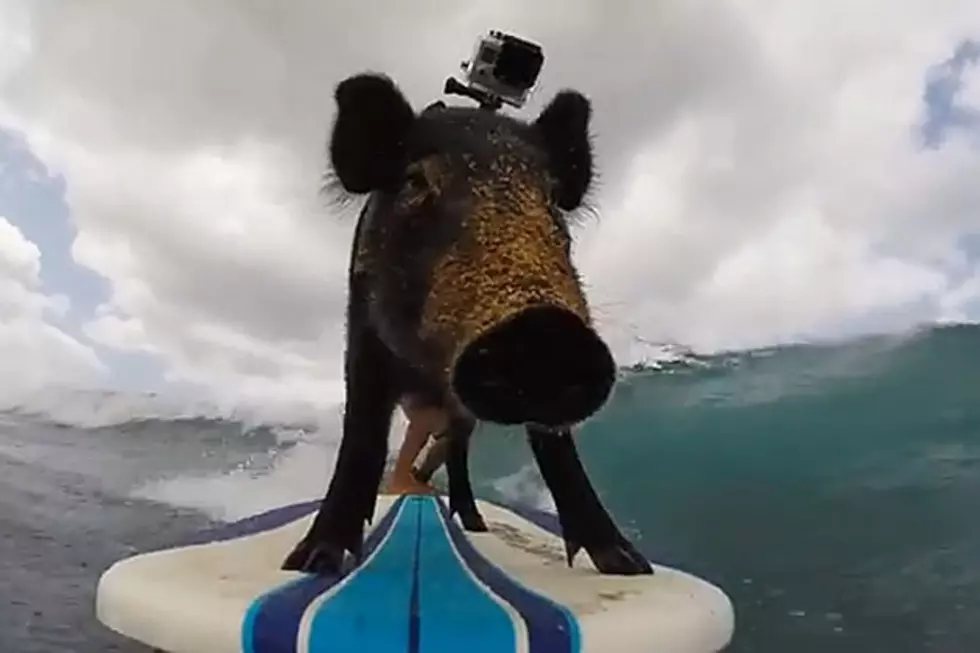 Watch a Pig That Surfs Because You Know You Want to