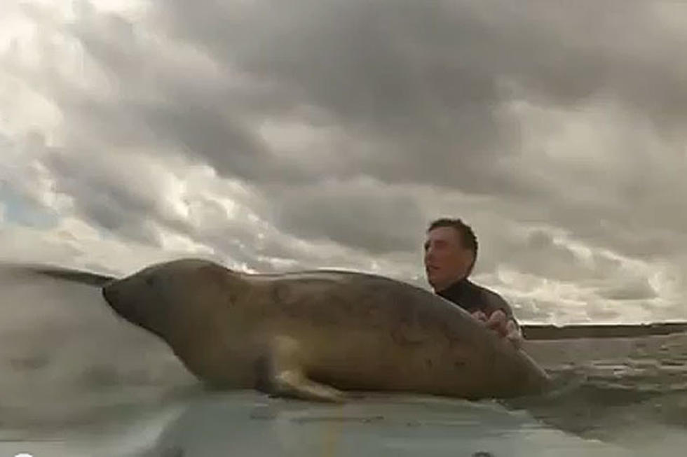 Surfing Seal Is Even Cuter Than It Sounds