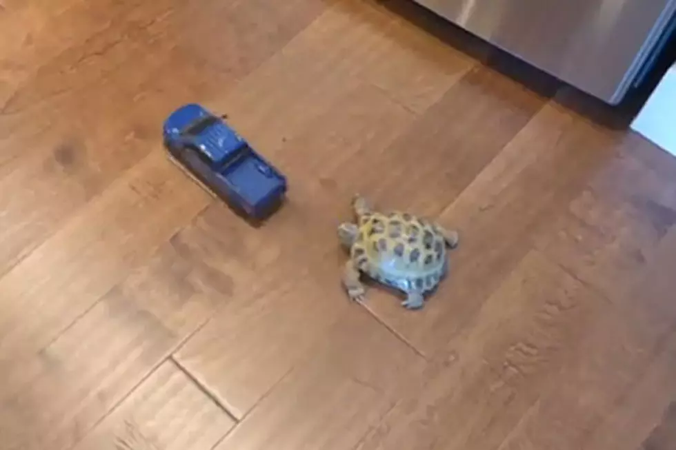 Determined Tortoise Chasing Toy Truck Is a Real Speed Demon