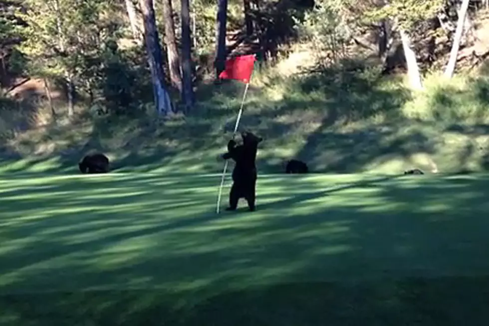 Bear Dancing on a Golf Course? Bear Dancing on a Golf Course