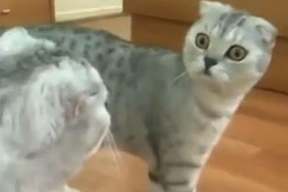 Cat Shocked to Discover It’s…A Cat! (VIDEO)