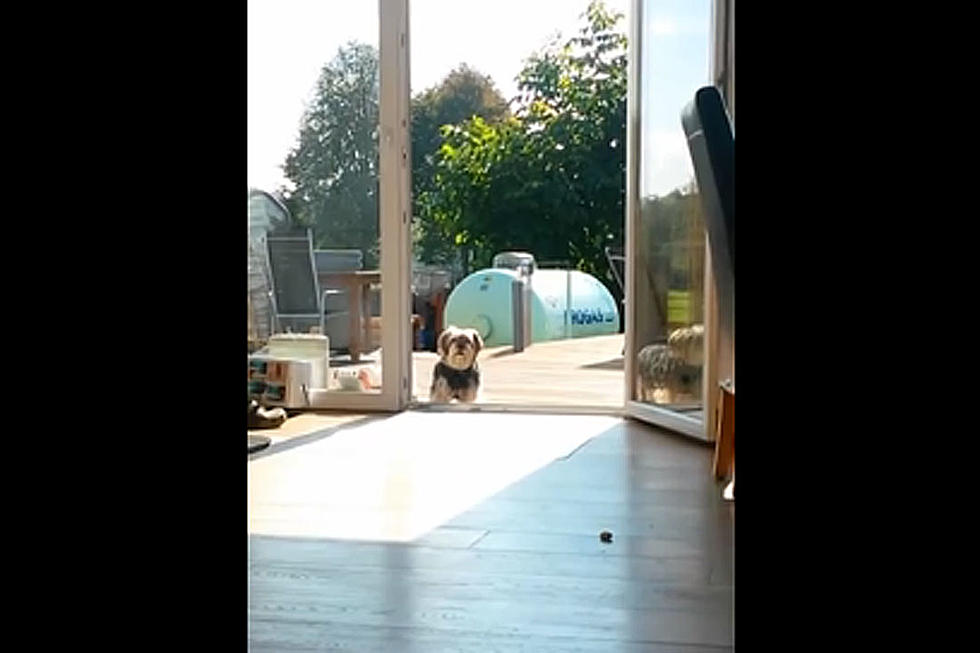 Adorable Dog Convinced Glass Door Is Closed, Needs to Learn Meaning of ‘Clear’