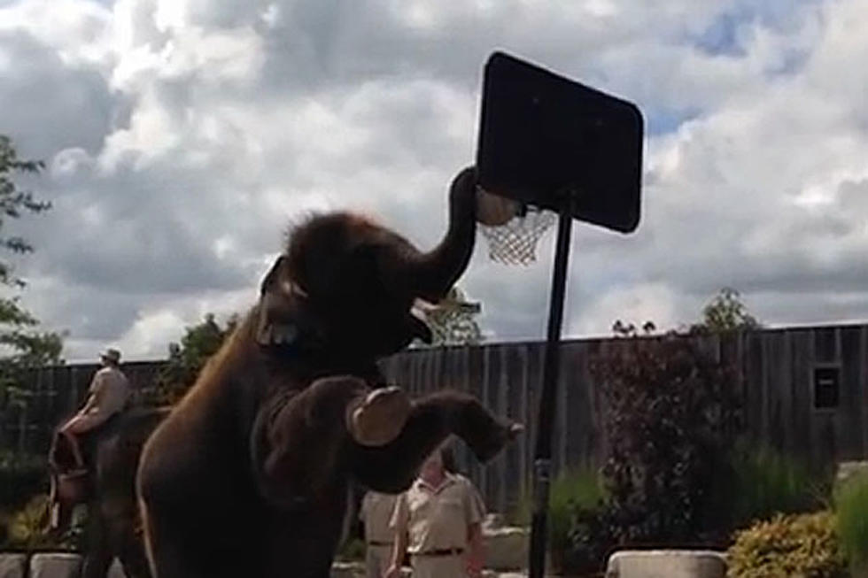 Elephant Dunks Basketball [Video]