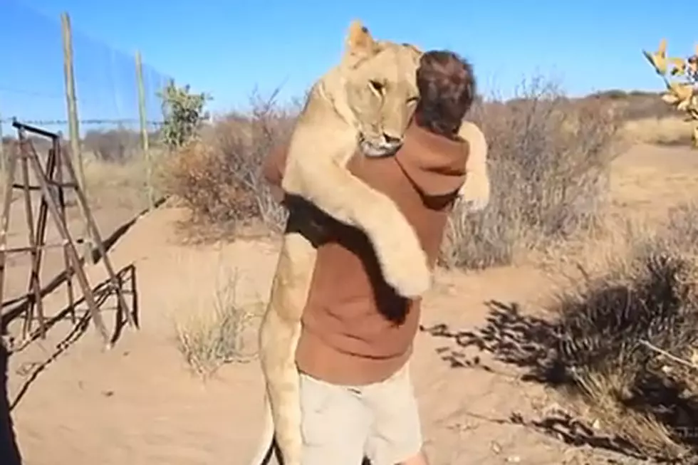Why Is This Man Hugging a Lion?