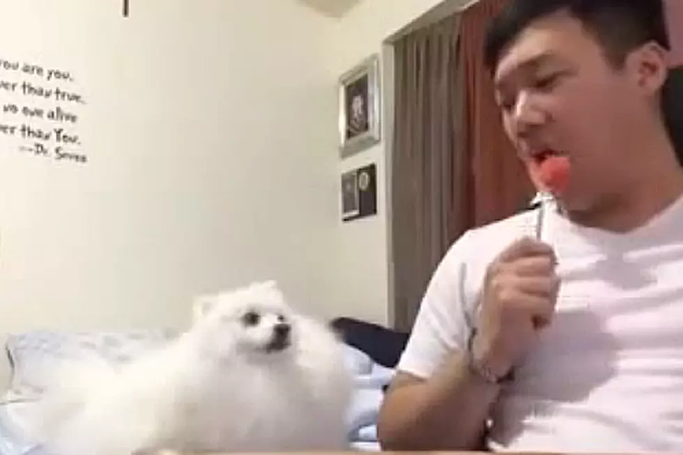 Cute Dog Really, Really, Really Wants Owner&#8217;s Watermelon