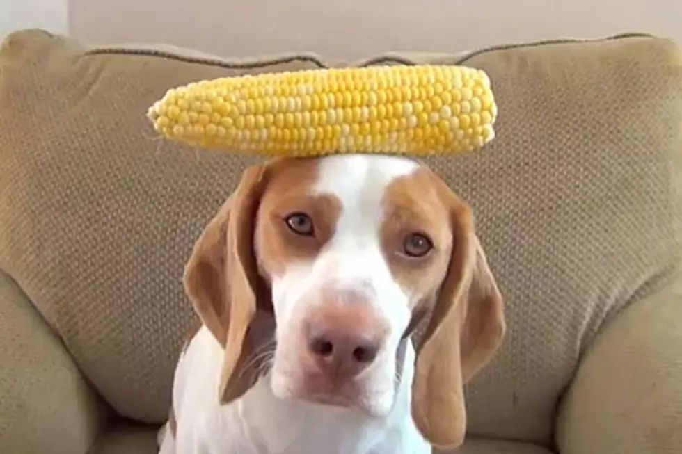 Dog Balances 100 Fruits and Vegetables on Head Because Gravity