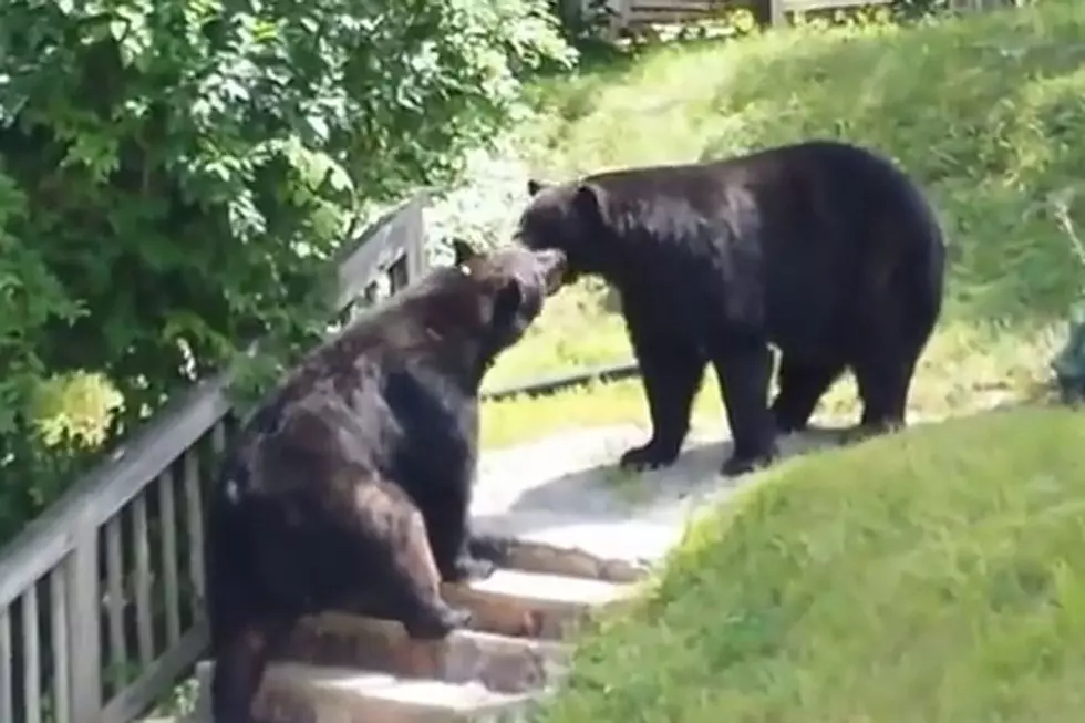 Bears Fight in Quiet Neighborhood, Property Values Plummet