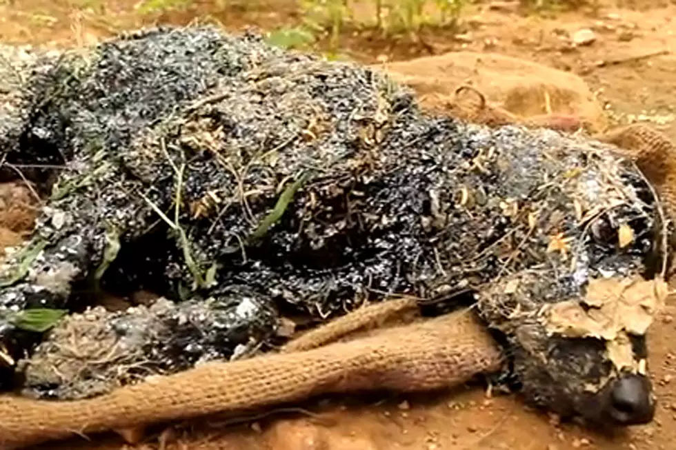 Watch Poor Dog Covered in Tar Get Cleaned and Rescued