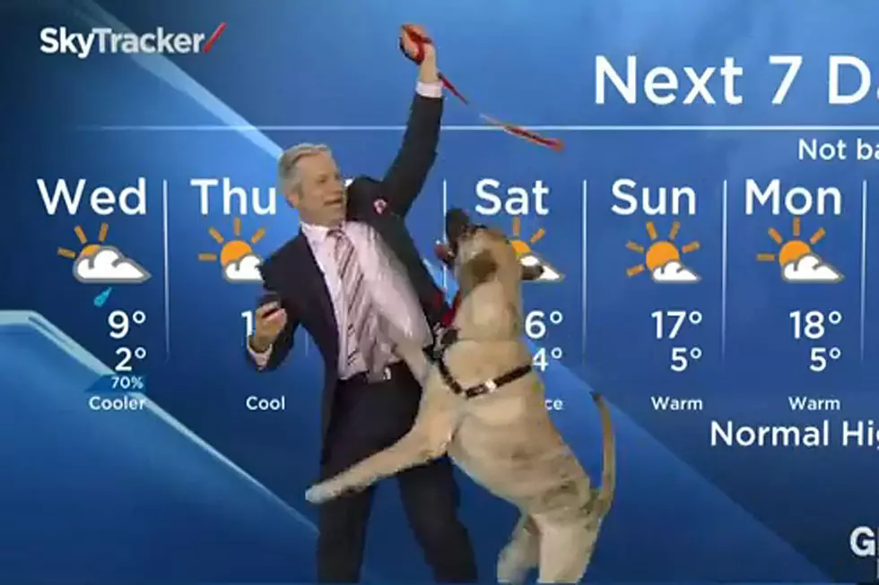 Free Beer & Hot Wings: This Dog Just Wants to Play During Weather Report [Video]