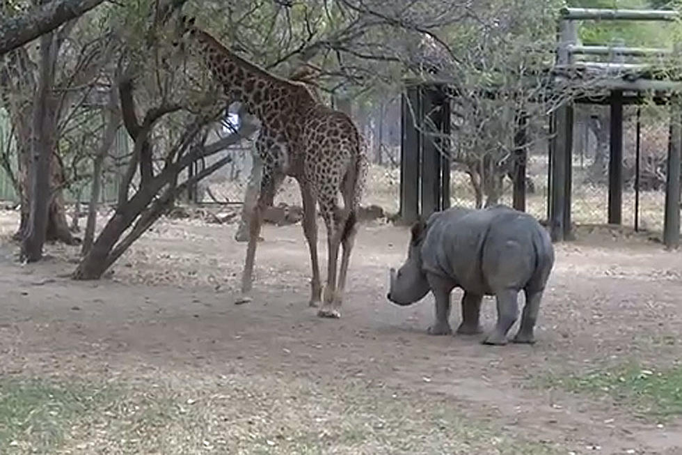 Watch a Giraffe Kick a Rhino Because Have You? [VIDEO]