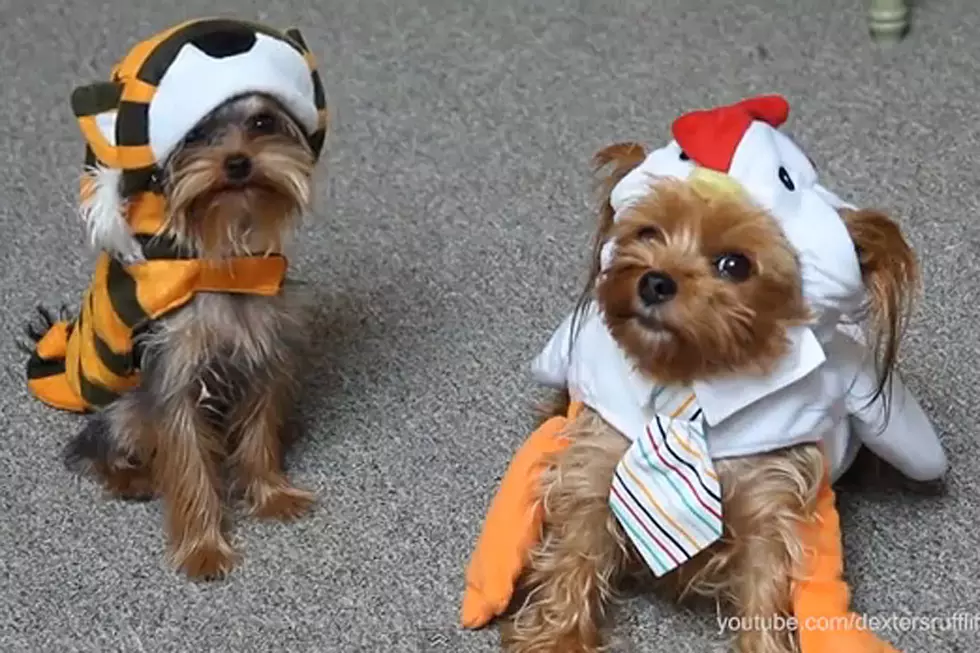 (Incredibly Cooperative) Pets in Halloween Costumes Are Scary Cute