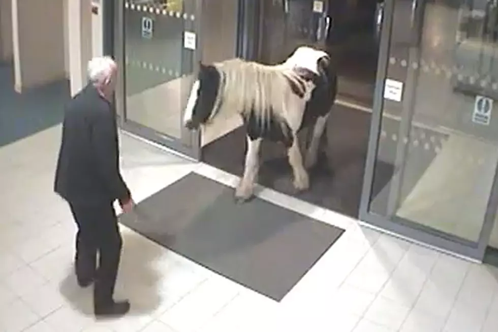 So, a Horse Walks Into a Police Station...