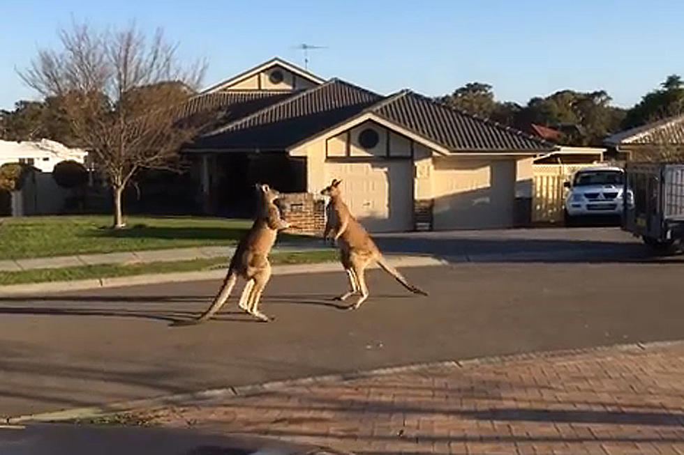 Street-Fighting Kangaroos Are Just So Darned Entertaining