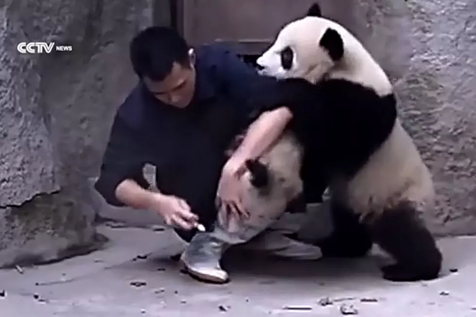 Adorable Pandas Refuse to Take Their Medicine