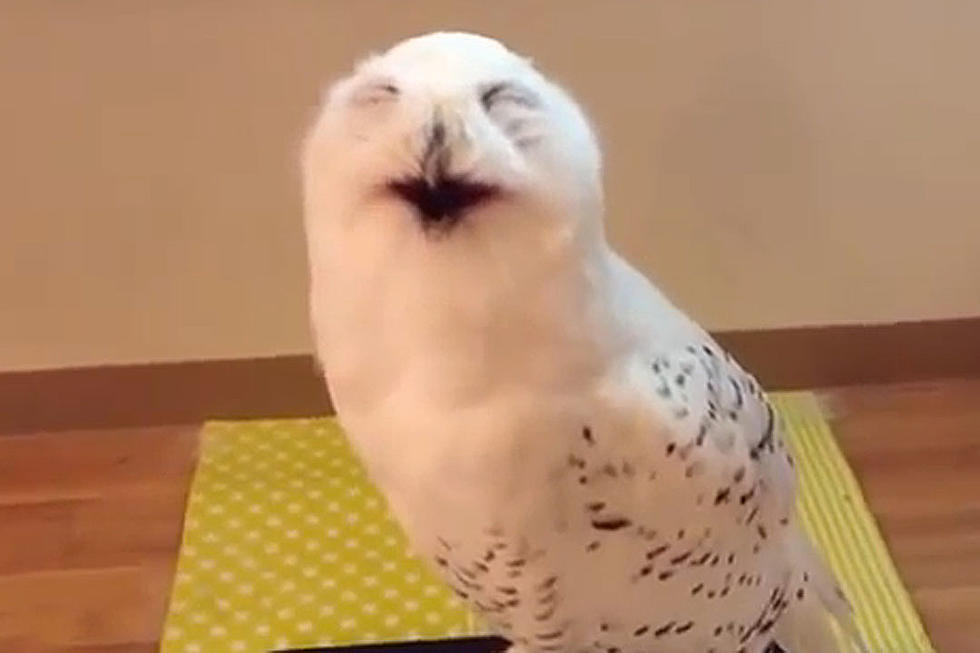 Smiling Owl Is Guaranteed to Put a Smile On Your Face