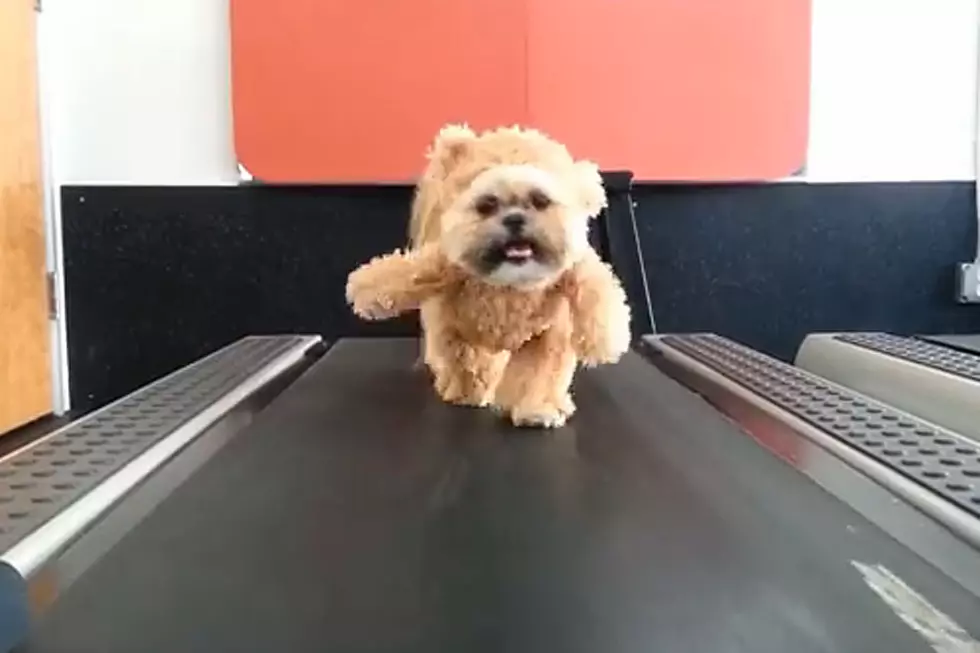 Munchkin the Teddy Bear Dog Is a Workout Machine
