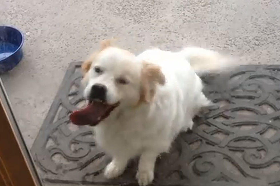Happy Dog Can’t Stop Licking Window