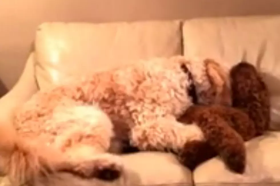 Dog Soothes Tossing and Turning Pup Having a Nightmare