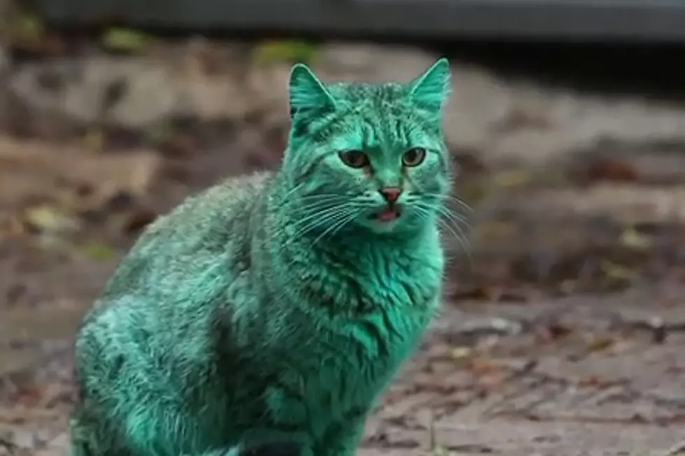 This Green Cat Is All Too Real (And All Too Freaky)