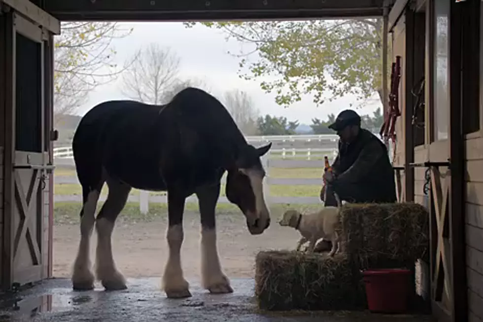Budweiser’s ‘Lost Dog’ Super Bowl Commercial May Make You Weep [Video]