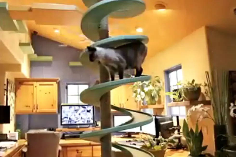 This Home Is Actually a Spectacular Cat Wonderland