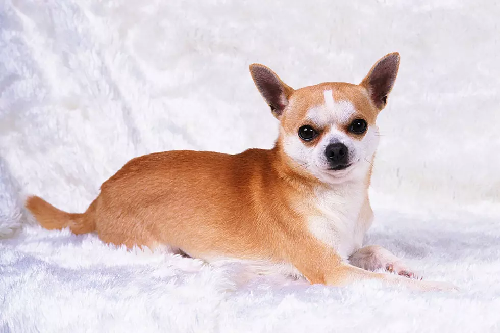 Watch a Super Cute Chihuahua (Not) Run in the Snow