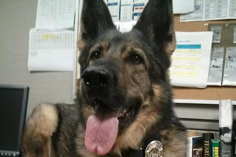 Police Dog Has Been Promoted to Detective Because Animals