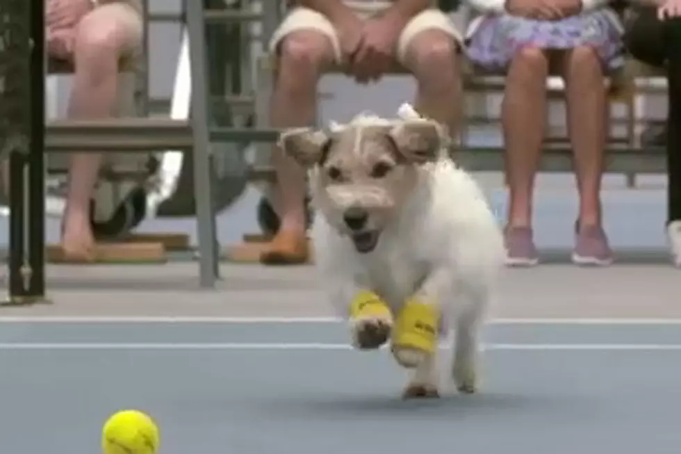 Playing Tennis? Dogs Make Surprisingly Good Ball Boys