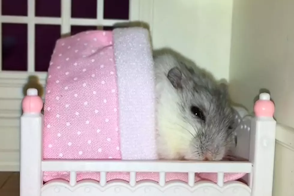 Spoiled Hamster Gets Massage, Tucked Into Petite Bed