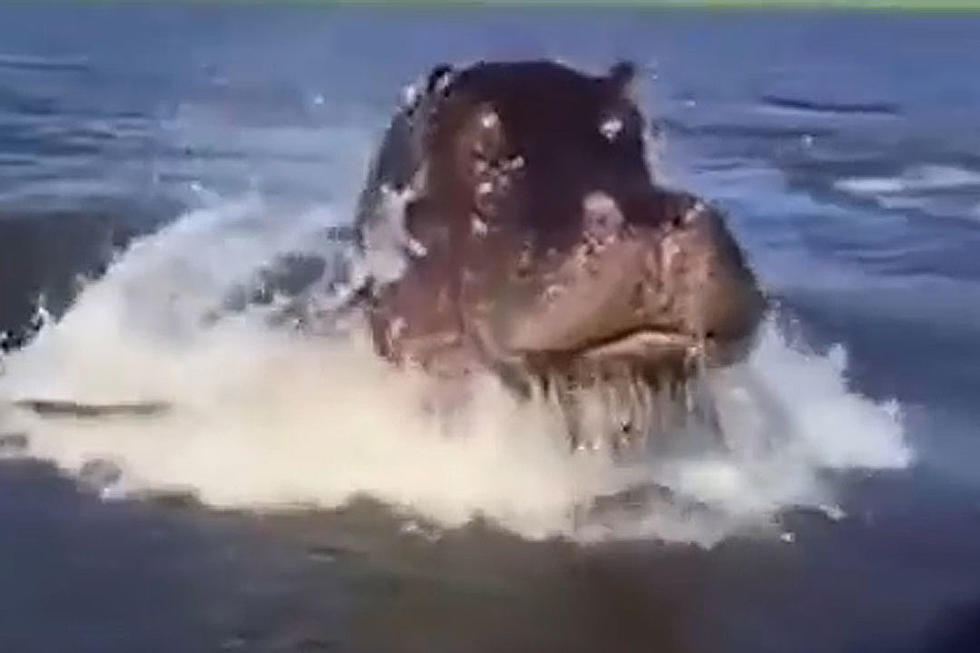 Angry Hippo Chases Boat in Heart-Stopping Video