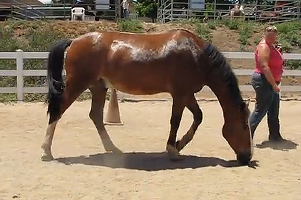 This Horse Can’t Stop Farting