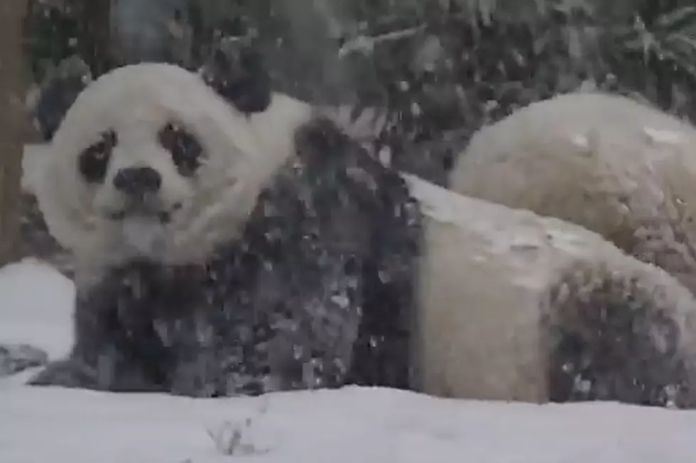 Panda Cub Playing in Snow Is Your &#8216;Awwww&#8217; Moment of the Day
