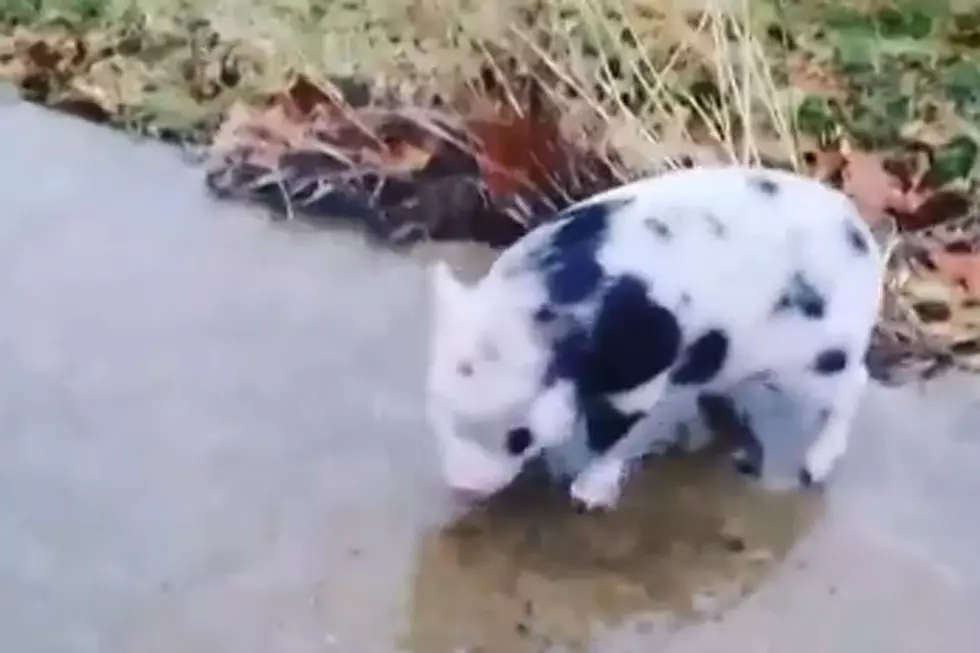 Here’s an Adorable Pig Sliding on Ice Just Because