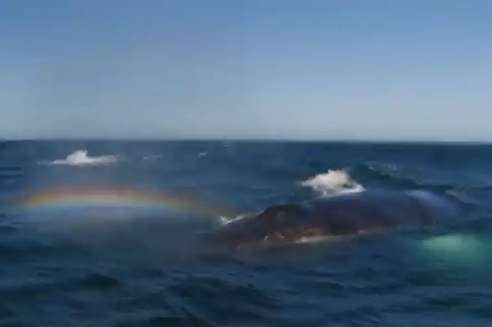 Whale Shoots Glorious Rainbow Out of Its Blowhole