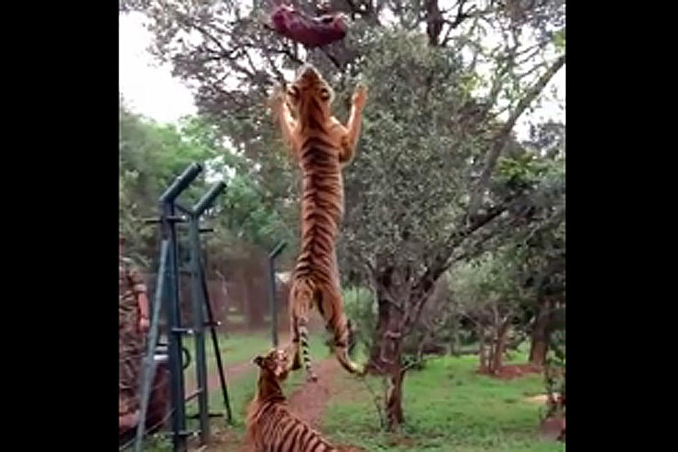 Tiger Slo-Mo Jump for Meat Is, Like, Whoa