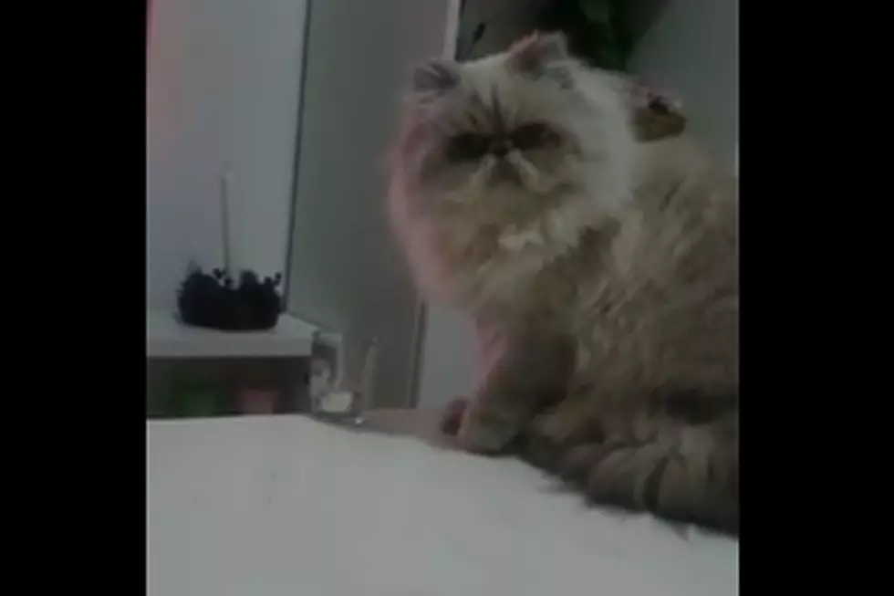 Prepare to Meet the Meanest Cat You&#8217;ll Ever See