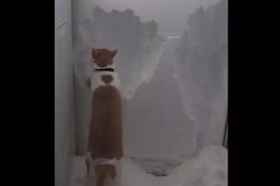 Determined Cat Digs Through Massive Snowfall