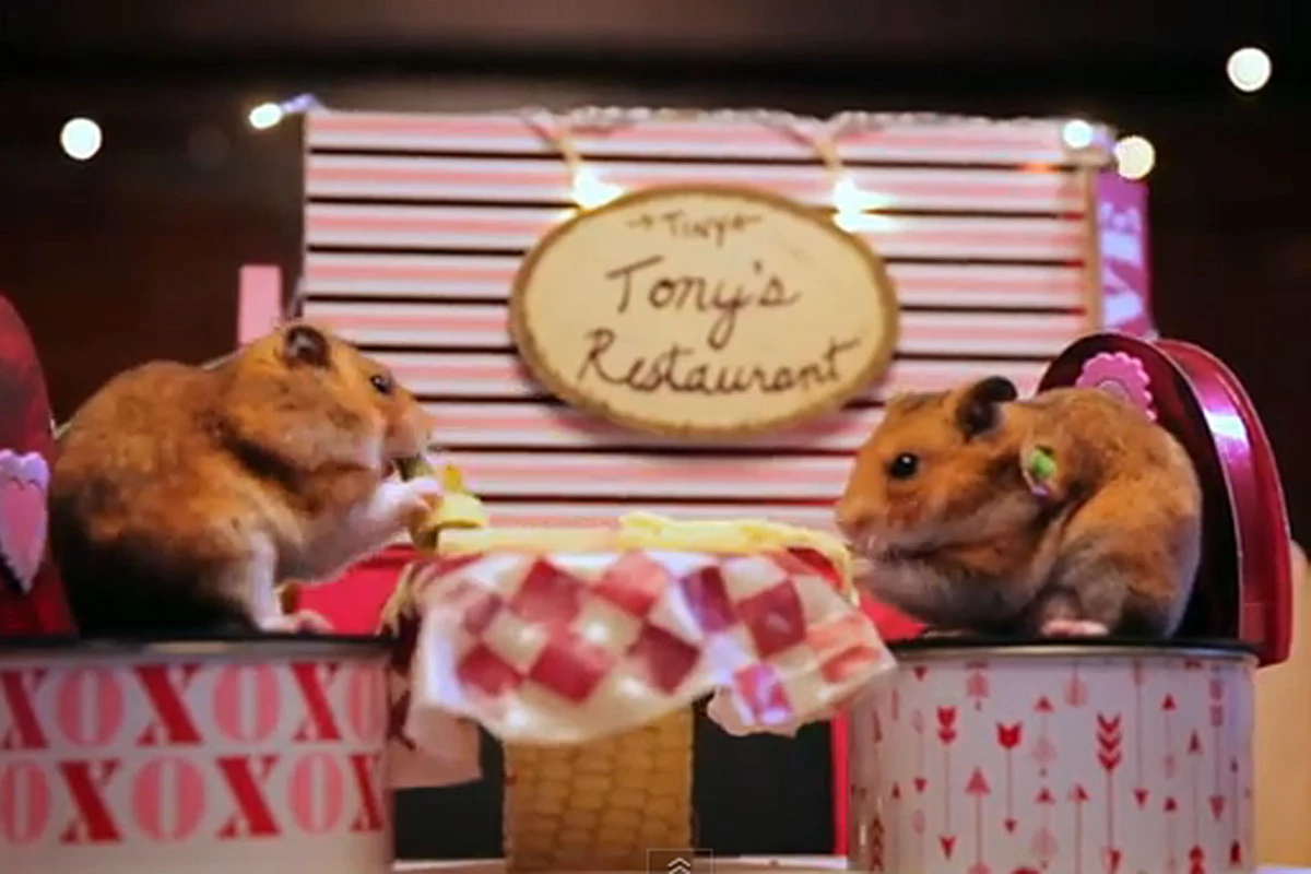 tiny hamster tiny date,animals,cute,heartwarming,pets,valentine's day,video...