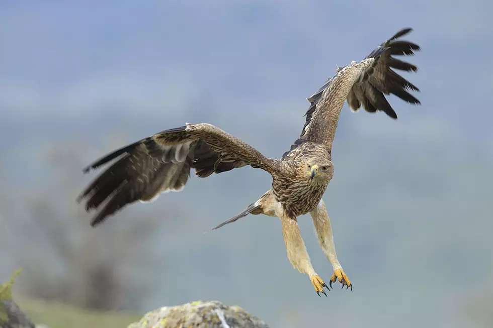 Eagle Flying From World&#8217;s Tallest Skyscraper Is Astonishing Sight