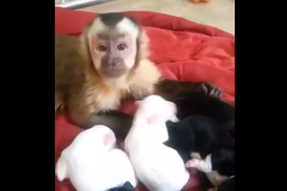 Monkey Petting Puppies Is Cuteness Overload
